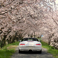 写真: 姉川の桜並木３