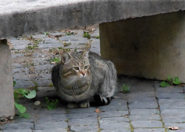 写真: ディオクレアヌス浴場跡の猫
