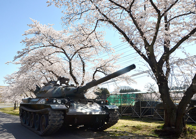 写真: 桜と戦車