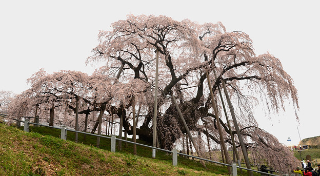 写真: 三春滝桜ぐるっと廻って