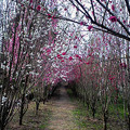 写真: 花桃のトンネル