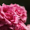 写真: 倉敷市種松山公園の薔薇10