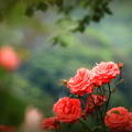 写真: 倉敷市種松山公園の薔薇03