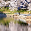 写真: 金光町丸山公園の桜09