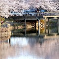 写真: 金光町丸山公園の桜05