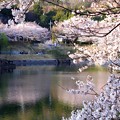写真: 金光町丸山公園の桜03