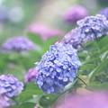 写真: 種松山の紫陽花09