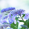 写真: 種松山の紫陽花04