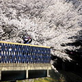 写真: 浅口市丸山公園の桜風景04