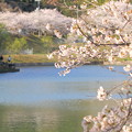 浅口市丸山公園の桜風景01