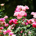 写真: 種松山の薔薇園06