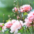 写真: 種松山の薔薇園03