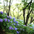 種松山の紫陽花01
