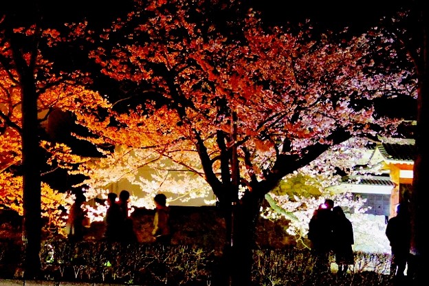 写真: 桜月夜