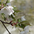 桜ホワイト