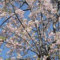 写真: 多摩川沿いの桜１５