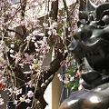 稲毛神社の桜と狛犬４