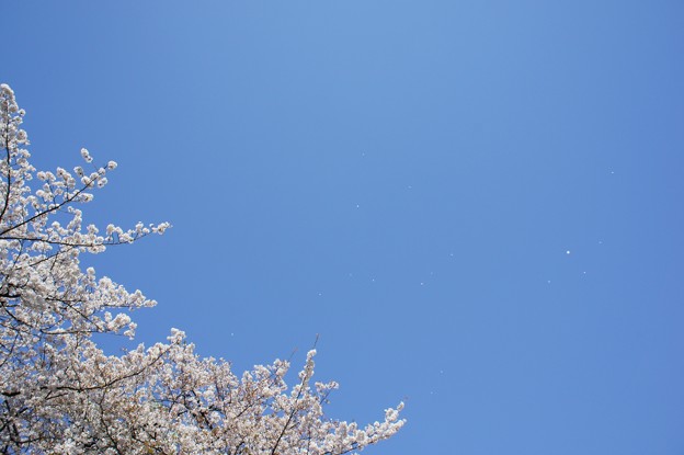 写真: 稲毛神社の桜１２