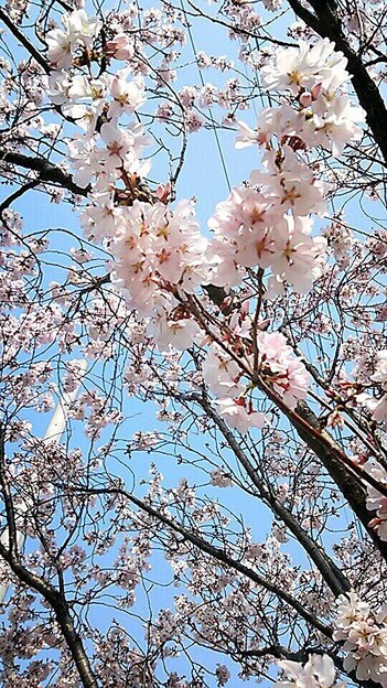写真: 一緒に桜を見よう*