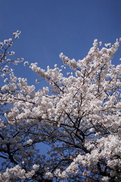 写真: 京都・高瀬川の桜