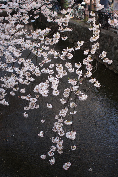写真: 京都・高瀬川の桜