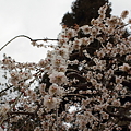 写真: 北野天満宮　枝垂れ梅