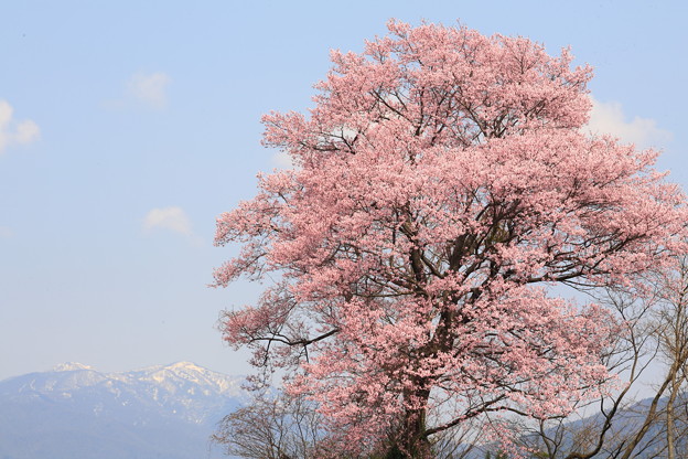写真: 嵐桜
