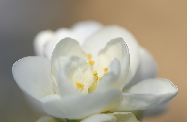 写真: 真っ白に咲くボケ