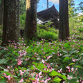 シュウカイドウ咲く岩湧寺　１
