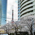 写真: 桜と東京タワー