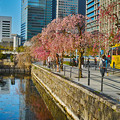 写真: 大手町と桜