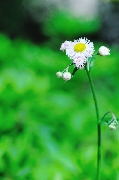 写真: ほら ここに 揺れる白い花