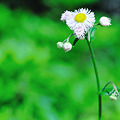 写真: ほら ここに 揺れる白い花