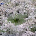 写真: 桜吹雪の庭園