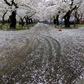 写真: 桜吹雪の足跡