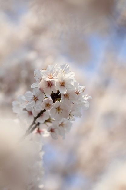 写真: 春桜