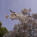 京都御苑、春の訪れ02