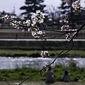 写真: 鴨川、桜まみれ08