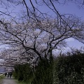 写真: 鴨川、桜まみれ09