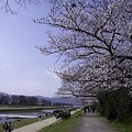 写真: 鴨川、桜まみれ10