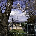 写真: 鴨川、桜まみれ11