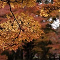 写真: 2010京都植物園秋04