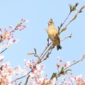 写真: カワラヒワに桜のお花