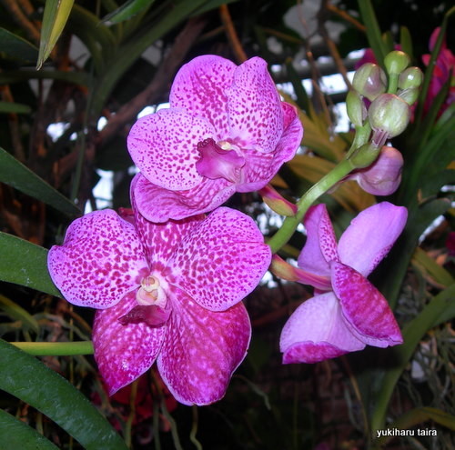 写真: 沖縄県の蘭の花
