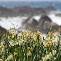 写真: 海辺に咲く花