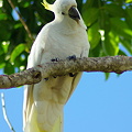Sulphur-crested Cockatoo（キバタン）