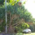 写真: Pandanus(Screw Pine,Walking Palm)大きさ比較の為に