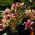 Flowers in Vanuatu -14