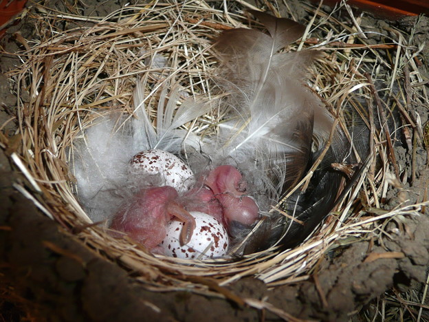 写真: ツバメの巣と雛
