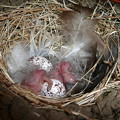 写真: ツバメの巣と雛